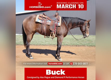 Caballo cuarto de milla, Caballo castrado, 3 años, 155 cm, Buckskin/Bayo