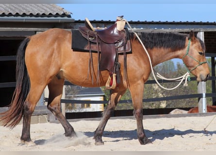 Caballo cuarto de milla, Caballo castrado, 3 años, 155 cm, Buckskin/Bayo