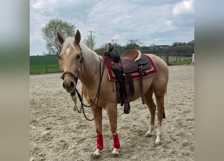 Caballo cuarto de milla, Caballo castrado, 3 años, 155 cm, Palomino