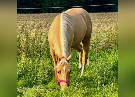 Caballo cuarto de milla, Caballo castrado, 3 años, 155 cm, Palomino