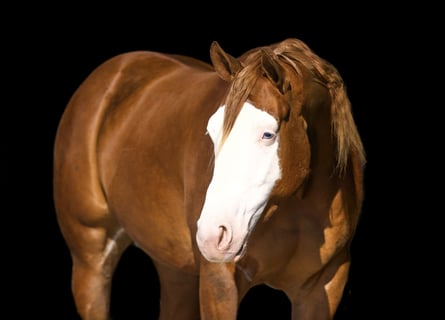 Caballo cuarto de milla, Caballo castrado, 3 años, 155 cm, Red Dun/Cervuno