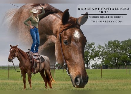 Caballo cuarto de milla, Caballo castrado, 3 años, 155 cm, Ruano alazán