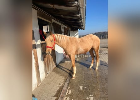Caballo cuarto de milla, Caballo castrado, 3 años, 156 cm, Palomino