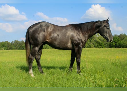 Caballo cuarto de milla, Caballo castrado, 3 años, 157 cm, Tordo