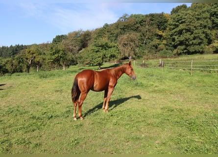 Caballo cuarto de milla, Caballo castrado, 3 años, Alazán