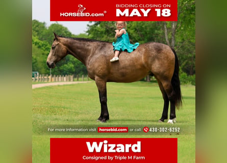 Caballo cuarto de milla, Caballo castrado, 3 años, Buckskin/Bayo