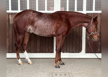 Caballo cuarto de milla, Caballo castrado, 3 años, Rabicano