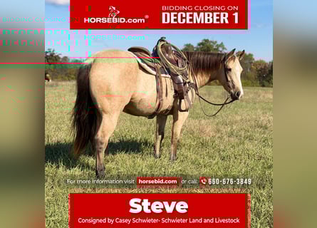 Caballo cuarto de milla, Caballo castrado, 4 años, 150 cm, Buckskin/Bayo