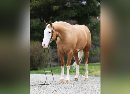 Caballo cuarto de milla, Caballo castrado, 4 años, 150 cm, Palomino