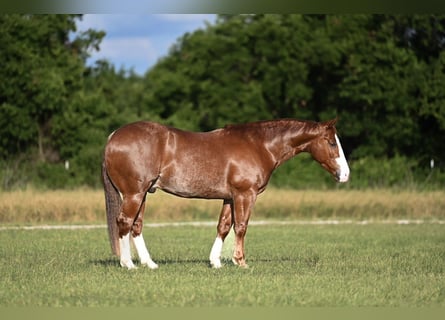 Caballo cuarto de milla, Caballo castrado, 4 años, 152 cm, Alazán rojizo