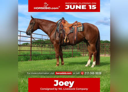 Caballo cuarto de milla, Caballo castrado, 4 años, 152 cm, Alazán rojizo