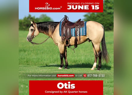 Caballo cuarto de milla, Caballo castrado, 4 años, 152 cm, Buckskin/Bayo