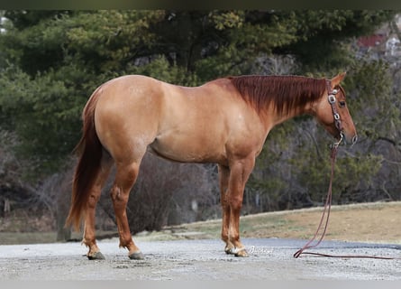 Caballo cuarto de milla, Caballo castrado, 4 años, 152 cm, Red Dun/Cervuno
