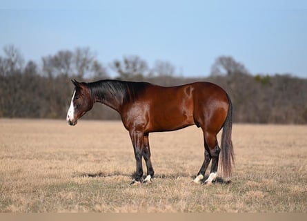 Caballo cuarto de milla, Caballo castrado, 4 años, 155 cm, Castaño rojizo