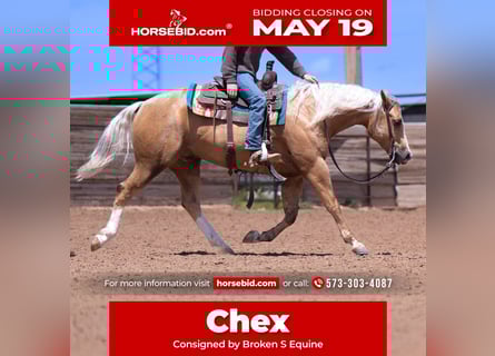 Caballo cuarto de milla, Caballo castrado, 4 años, 155 cm, Palomino
