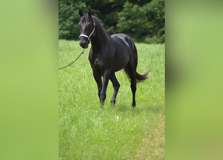 Caballo cuarto de milla, Caballo castrado, 4 años, 156 cm, Negro