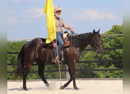 Caballo cuarto de milla, Caballo castrado, 4 años, 158 cm, Negro