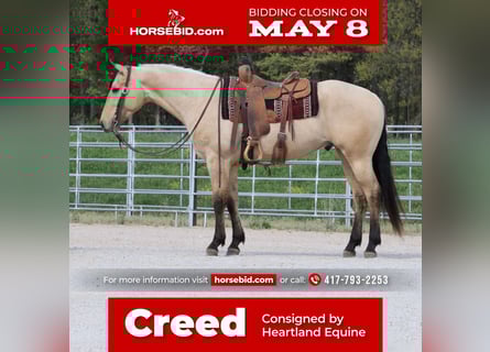 Caballo cuarto de milla, Caballo castrado, 4 años, 163 cm, Buckskin/Bayo