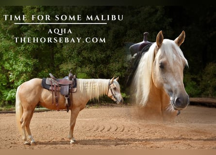 Caballo cuarto de milla, Caballo castrado, 4 años, Palomino