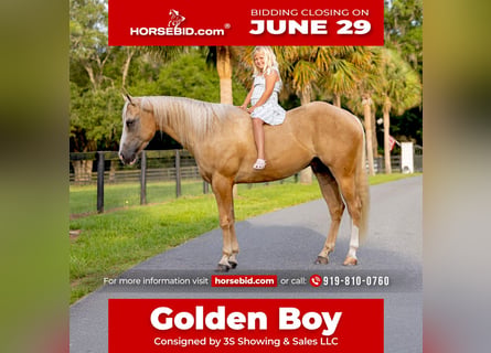 Caballo cuarto de milla, Caballo castrado, 4 años, Palomino