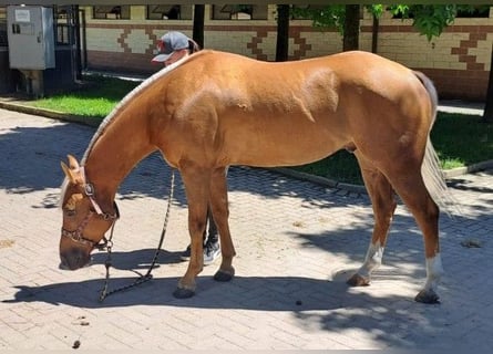 Caballo cuarto de milla, Caballo castrado, 4 años, Palomino