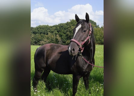 Caballo cuarto de milla, Caballo castrado, 5 años, 145 cm, Negro