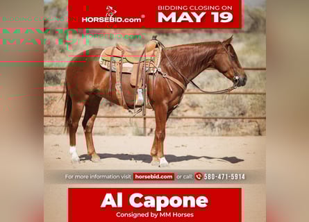 Caballo cuarto de milla, Caballo castrado, 5 años, 147 cm, Alazán rojizo