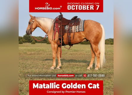 Caballo cuarto de milla, Caballo castrado, 5 años, 147 cm, Palomino