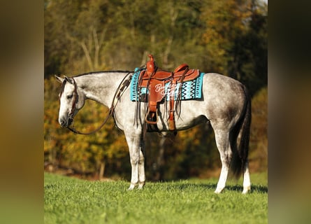 Caballo cuarto de milla, Caballo castrado, 5 años, 150 cm