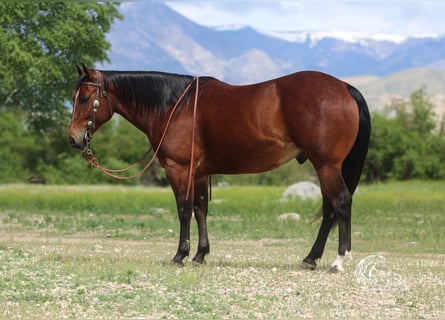 Caballo cuarto de milla, Caballo castrado, 5 años, 150 cm, Castaño rojizo