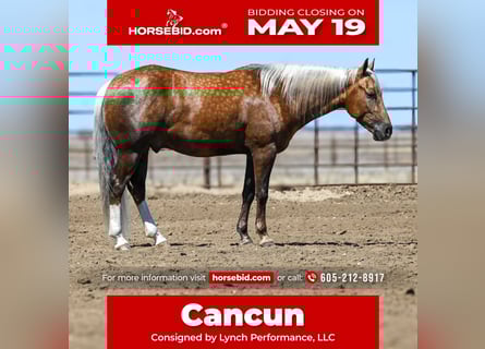 Caballo cuarto de milla, Caballo castrado, 5 años, 150 cm, Palomino
