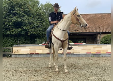 Caballo cuarto de milla, Caballo castrado, 5 años, 150 cm, Palomino