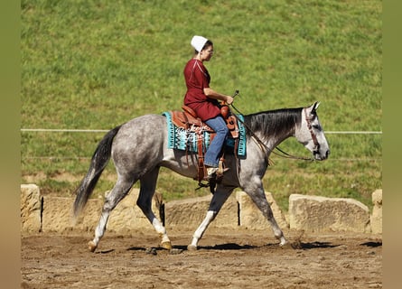 Caballo cuarto de milla, Caballo castrado, 5 años, 150 cm, Tordo rodado