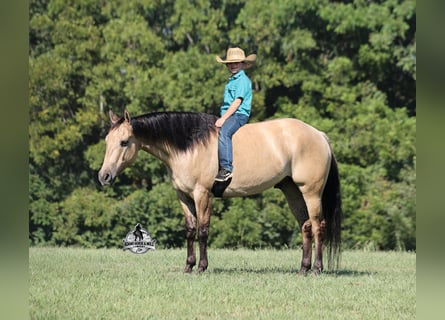 Caballo cuarto de milla, Caballo castrado, 5 años, 152 cm, Buckskin/Bayo