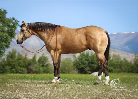 Caballo cuarto de milla, Caballo castrado, 5 años, 152 cm, Buckskin/Bayo