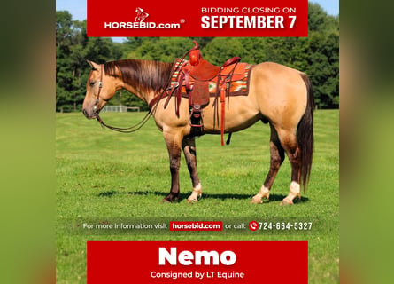 Caballo cuarto de milla, Caballo castrado, 5 años, 152 cm, Buckskin/Bayo
