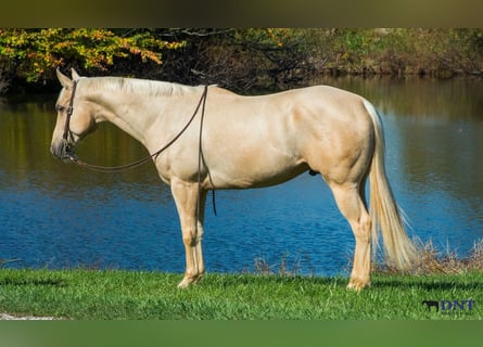 Caballo cuarto de milla, Caballo castrado, 5 años, 152 cm, Palomino