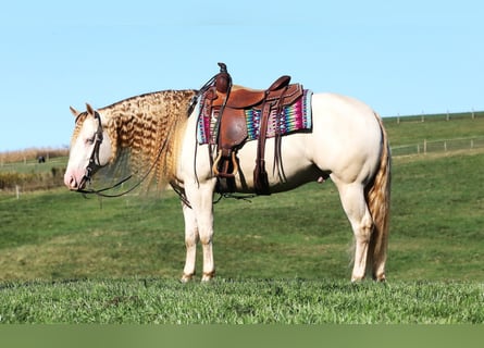 Caballo cuarto de milla, Caballo castrado, 5 años, 152 cm, Perlino