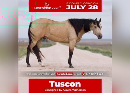 Caballo cuarto de milla, Caballo castrado, 5 años, 155 cm, Buckskin/Bayo