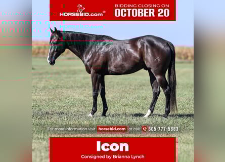 Caballo cuarto de milla, Caballo castrado, 5 años, 163 cm, Negro