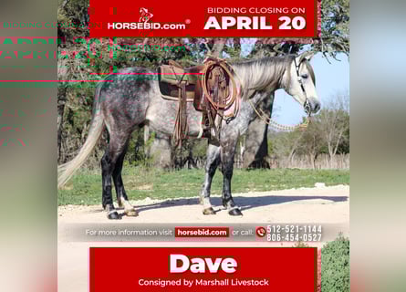 Caballo cuarto de milla, Caballo castrado, 5 años, 163 cm, Tordo