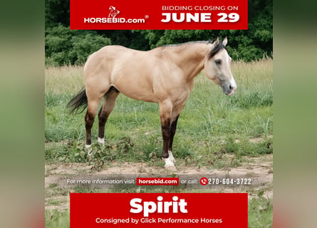 Caballo cuarto de milla, Caballo castrado, 5 años, Buckskin/Bayo