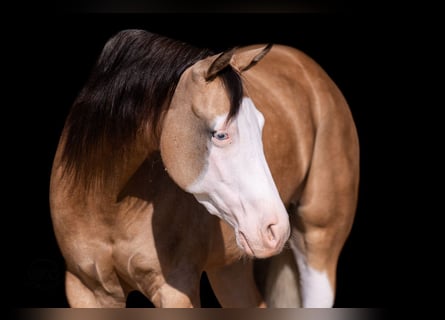 Caballo cuarto de milla, Caballo castrado, 5 años, Buckskin/Bayo