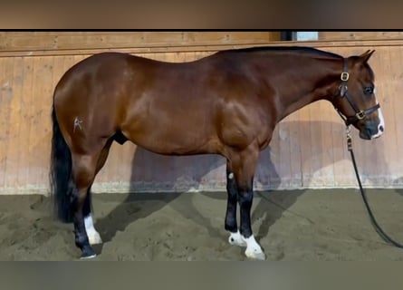 Caballo cuarto de milla, Caballo castrado, 5 años, Castaño oscuro