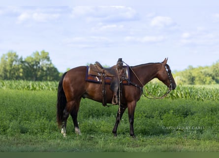 Caballo cuarto de milla, Caballo castrado, 5 años, Castaño rojizo