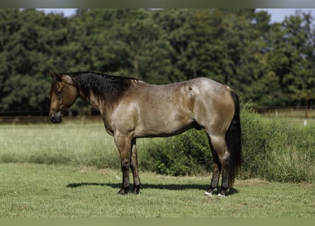Caballo cuarto de milla, Caballo castrado, 5 años, Castaño-ruano