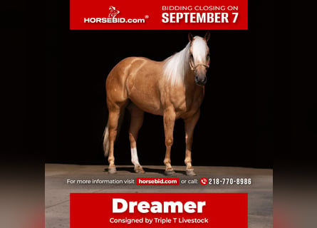 Caballo cuarto de milla, Caballo castrado, 5 años, Palomino