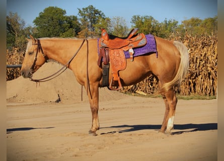 Caballo cuarto de milla, Caballo castrado, 5 años, Palomino