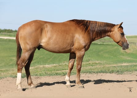 Caballo cuarto de milla, Caballo castrado, 5 años, Red Dun/Cervuno