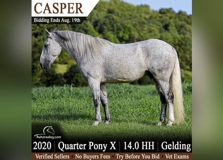 Caballo cuarto de milla Mestizo, Caballo castrado, 6 años, 142 cm, Tordo picazo